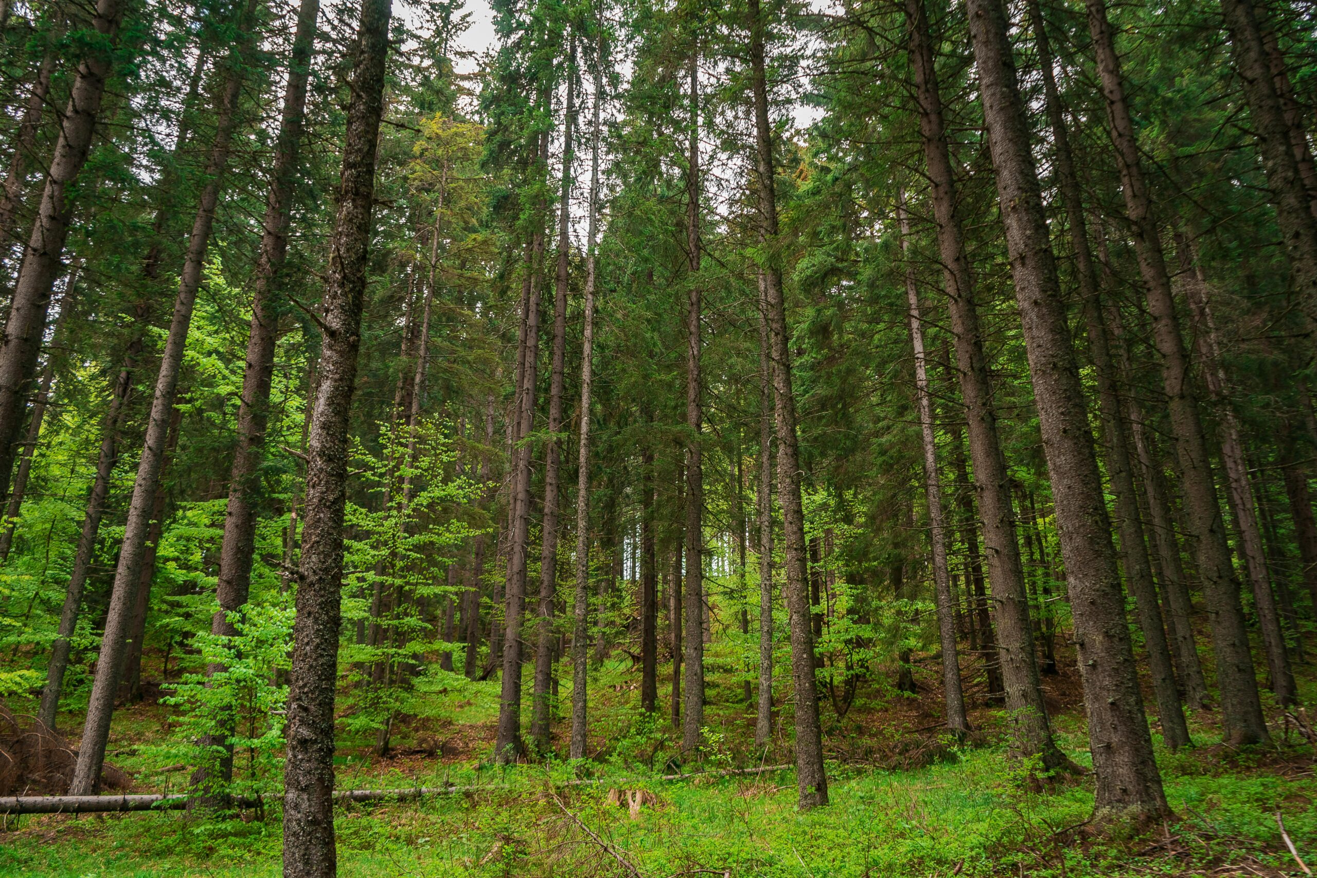 Long trunks of trees in green forest