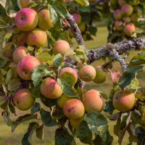 Fruit & Nut Trees