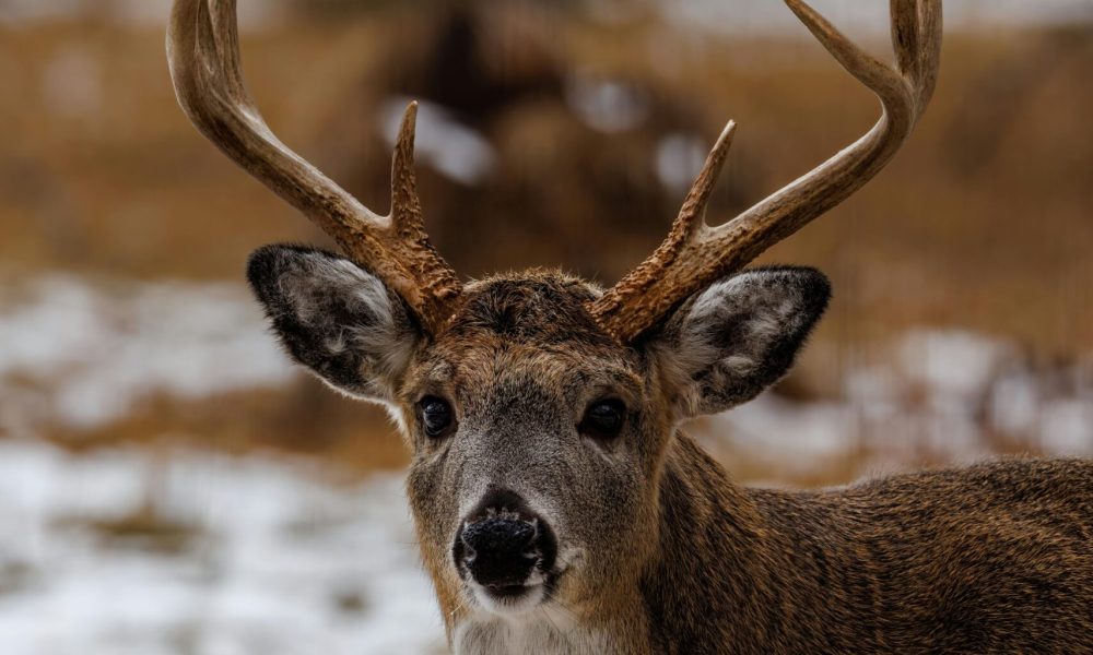Fenced in White-tailed (Odocoileus virginianus) buck during winter in Wisconsin stock