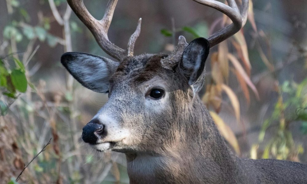 Buck deer with large antlers standing in woodland foliage