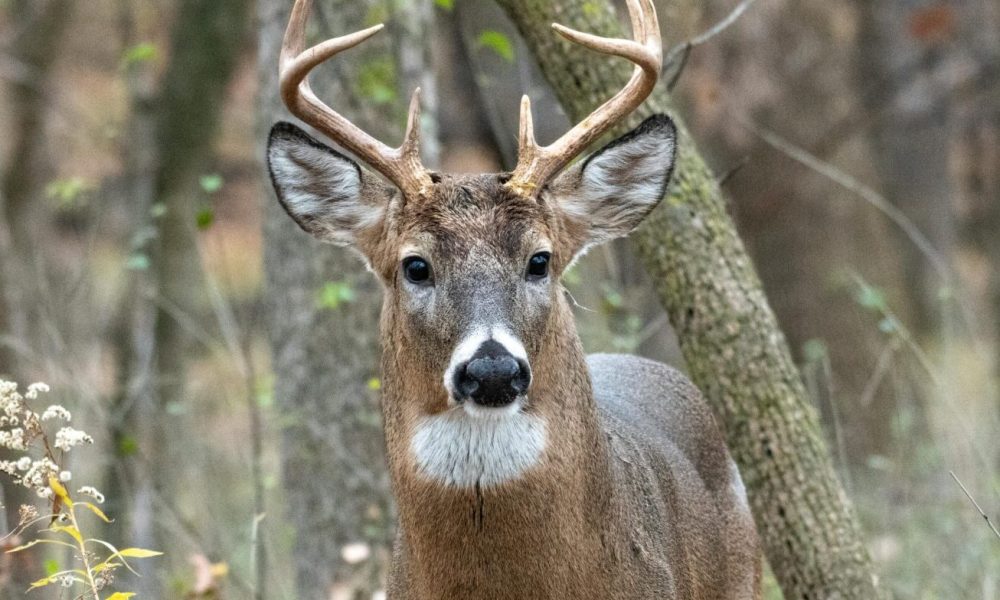 Majestic White-Tailed Deer in Autumn Forest