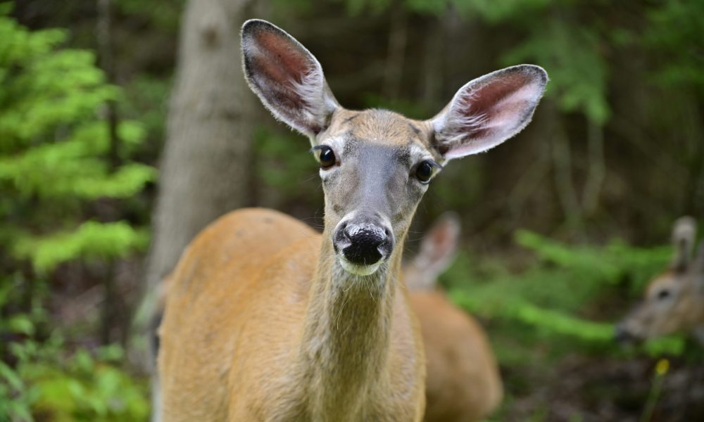 White tailed doe in forest stock